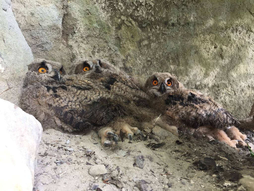 La Quatrième Dimension La Rivière Du Hibou Le hibou grand duc fait son retour après un siècle | 24 heures