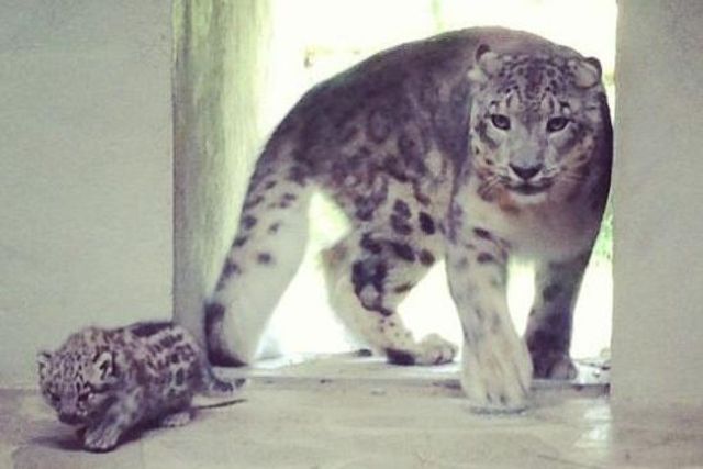 La Famille Panthere Des Neiges S Agrandit Au Zoo De Servion Tribune De Geneve