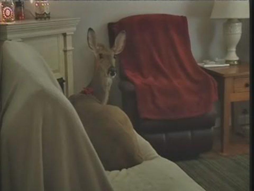 Etats Unis Lilly La Biche Va Rester Avec Ses Parents Adoptifs Le Matin