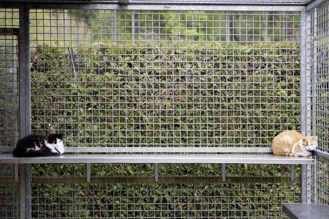 La Fourriere Sur La Sellette Pour Un Chat Donne Trop Tot 24 Heures