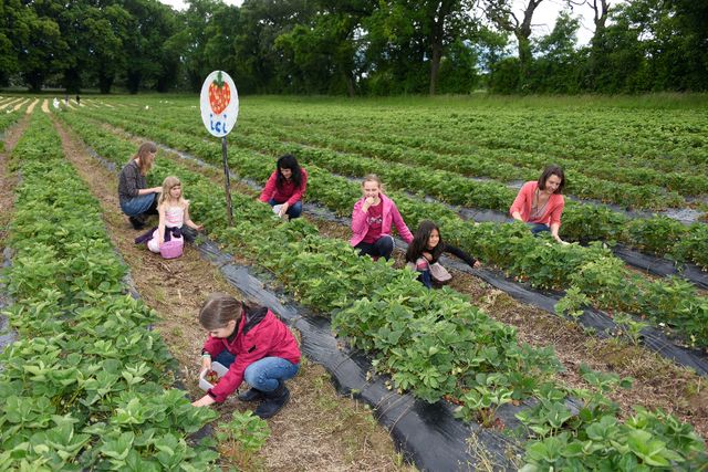 C Est Le Moment De Deguster Des Fraises D Ici Dans Les Champs 24 Heures