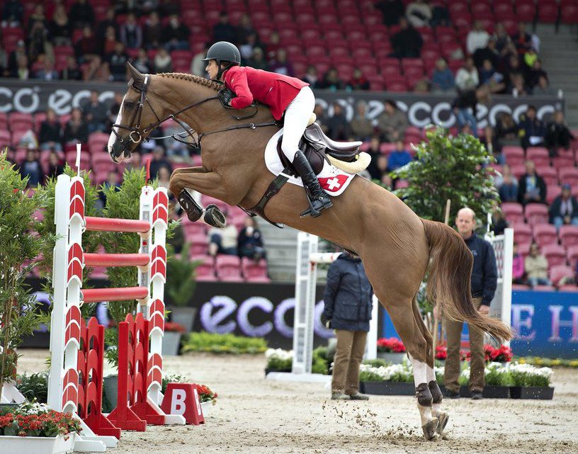 Nach einer vielversprechenden Zeit unter der Baselbieterin Janika Sprunger, die das Pferd auch ausgebildet hatte, wurde der elfjährige Wallach Palloubet d'Halong erst für 11 Millionen Euro nach Holland, und danach für ungefähr 15 Millionen Euro nach Katar verkauft.