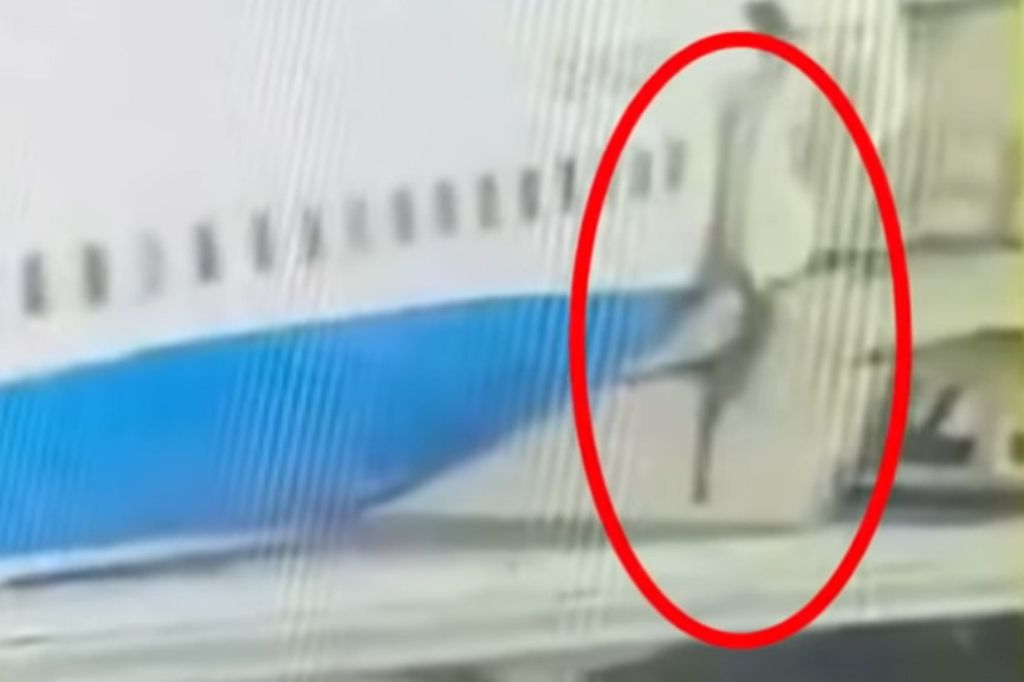 Wellensittich Stürzt Beim Fliegen Ab