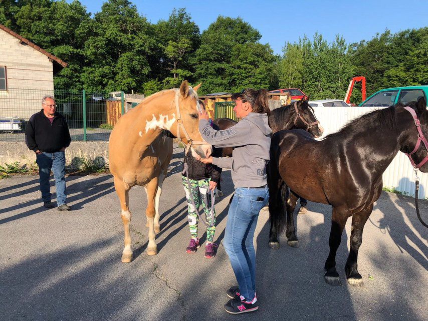 Un cheval du Refuge de Darwyn happé par un train Tribune