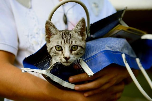 Bresil Rio Interdit La Chirurgie Esthetique Sur Les Animaux Le Matin