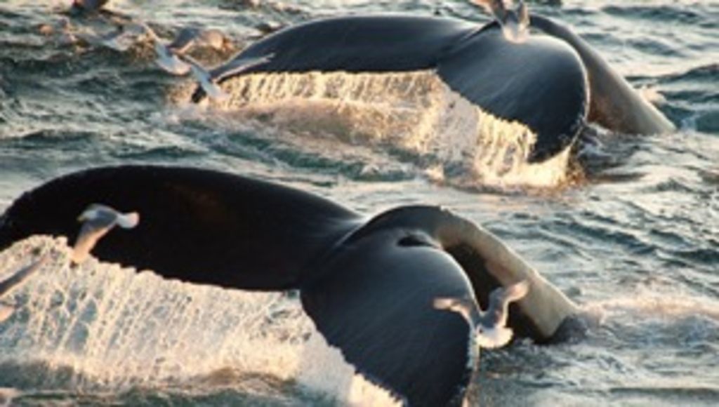 Leserreise Walsafari und Polarlicht