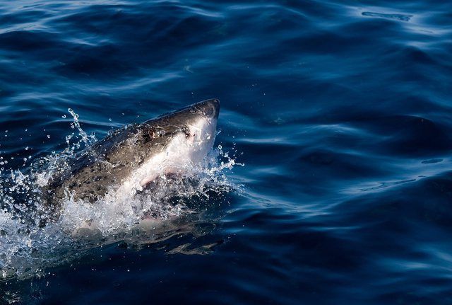 Requin Tueur Dans Un Autre Monde Squale: L'Australie recherche un requin tueur - Le Matin