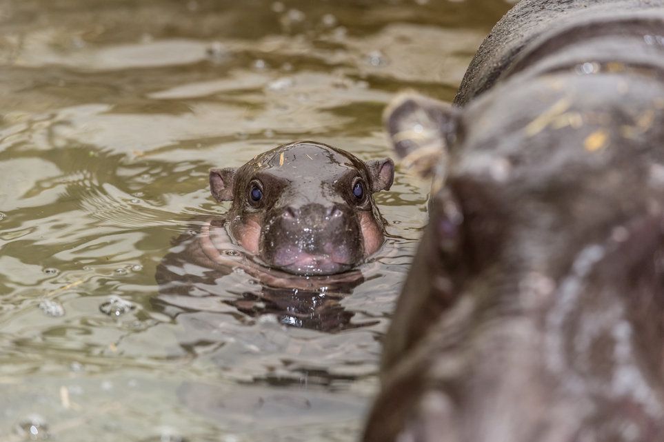 Naissance Le Zoo De Bale Accueille Un Hippopotame Nain Tribune De Geneve