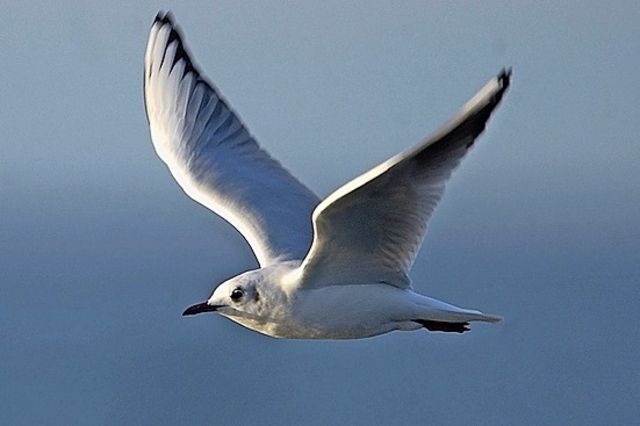 La Mouette Rieuse Chassee De Son Lac Par Le Goeland Tribune De Geneve