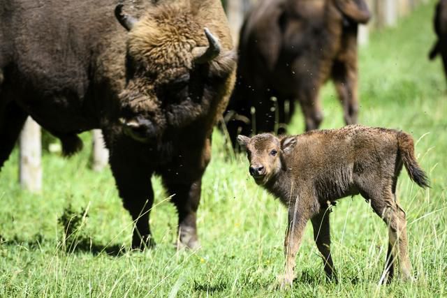 Suchy La Petite Bisonne A Pose Pour Un Portrait De Famille 24 Heures