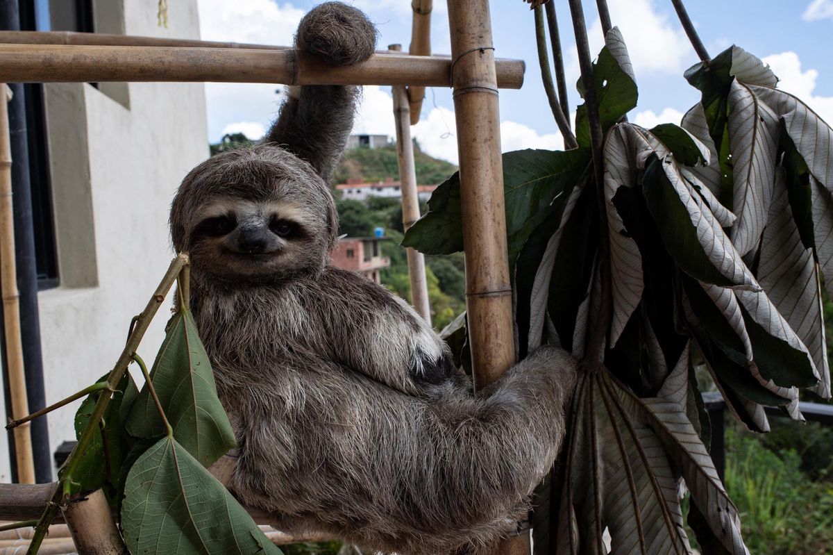 Venezuela Chuwie Ou Le Sauvetage Au Long Cours Des Paresseux Le Matin