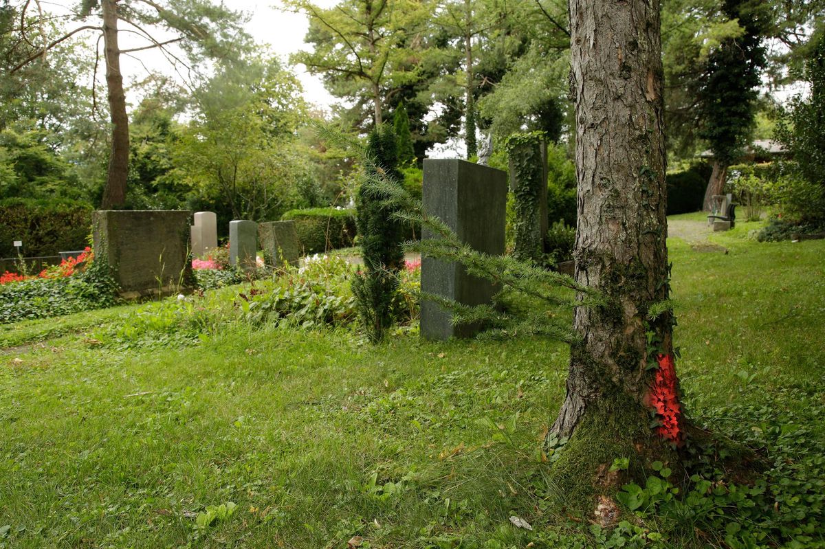 Baumfällaktion in Meilen – Fast ein Dutzend Bäume auf dem Friedhof müssen weg - Vimarsana News
