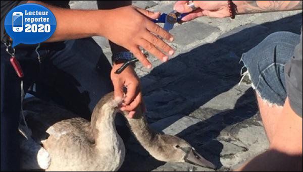 Geneve Un Bebe Cygne Sauve Par Un Pecheur Minutes