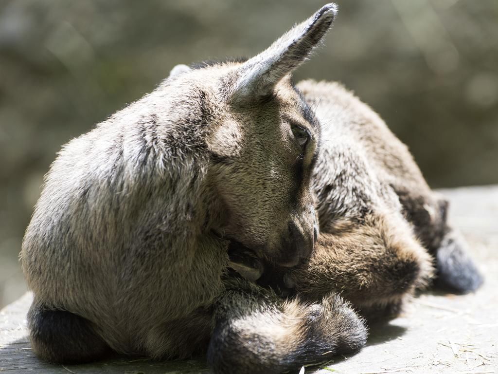 Tierquälerei in Hochfelden – Spaziergänger findet enthauptete Zwergziege - Vimarsana News