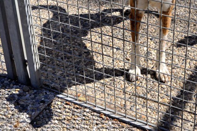 Suisse Maltraitances d'animaux près de 200 cas dénoncés