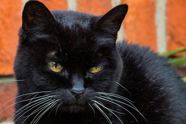 Budapest Les Chats Noirs Menaces De Sacrifices Par Les Satanistes Tribune De Geneve