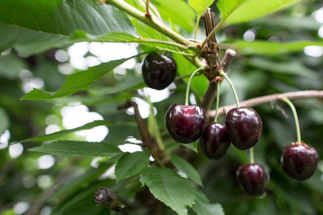 Im Bezirk Meilen gibt es dieses Jahr wohl weniger Kirschen. Schuld daran sind die Kirschessigfliege und der Regen.