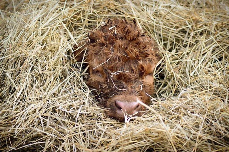 Tendresse Adorables Bebes Des Highlands Le Matin