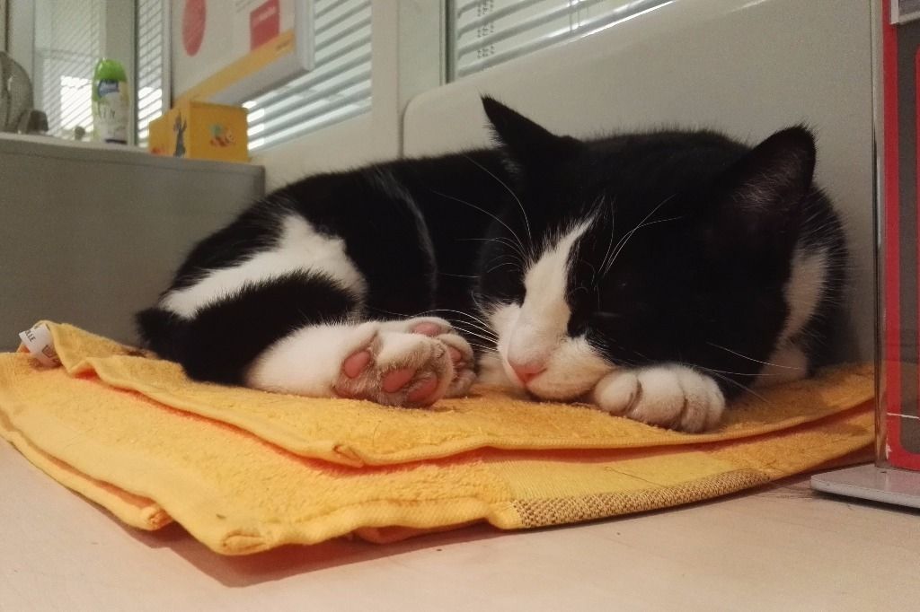 Das sind Berns Büsi-Vagabunde