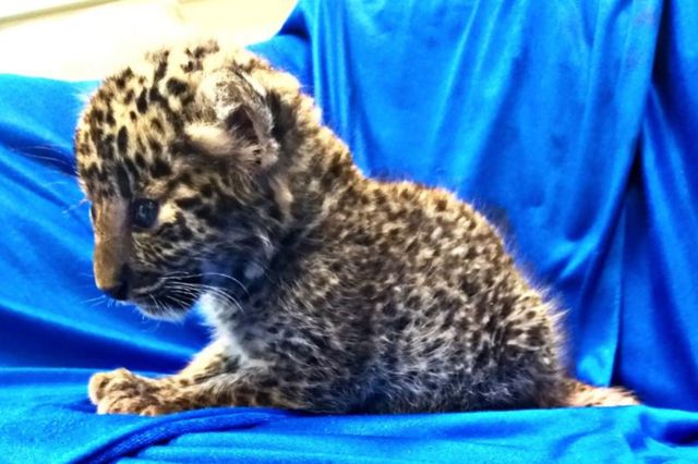 Inde Un Bebe Leopard Retrouve Dans Un Bagage A Main Le Matin