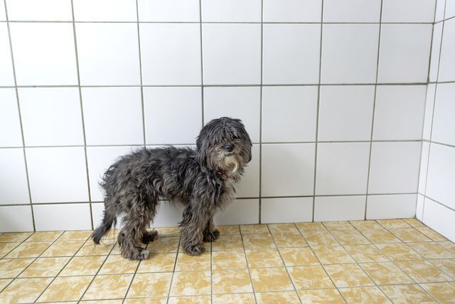Un chien jeté aux ordures suscite colère et émotion