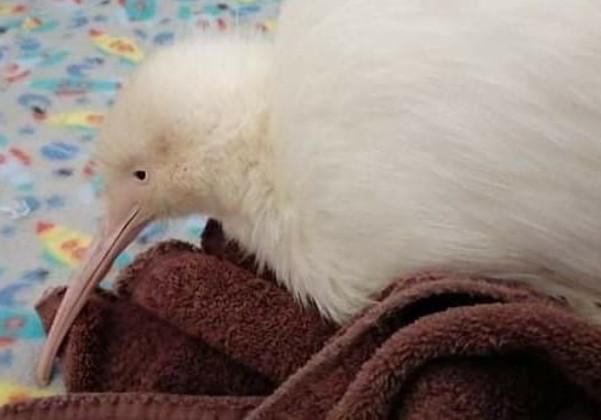 Nouvelle Zelande La Mort D Un Celebre Kiwi Blanc Suscite L Emotion Le Matin