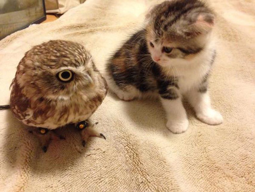 premiere rencontre entre chat