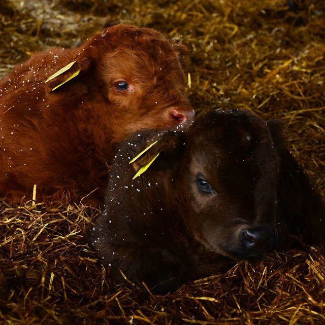Tendresse Adorables Bebes Des Highlands Le Matin
