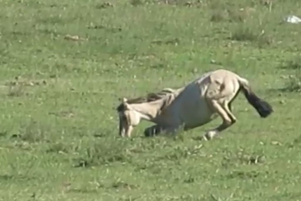 Amérique du Sud Pas de progrès dans l'abattage des chevaux Le Matin