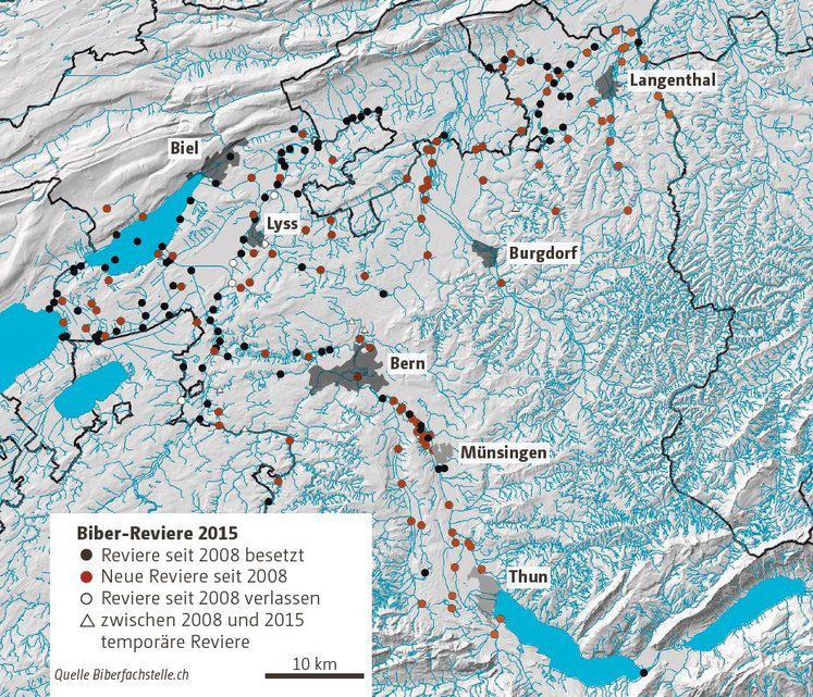 Buhmann Biber | Tages-Anzeiger Buhmann Biber | Tages-Anzeiger