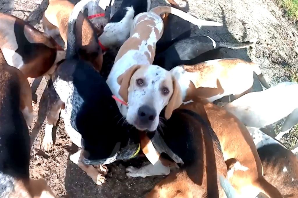 Ils sabotent une partie de chasse avec des croquettes pour chien