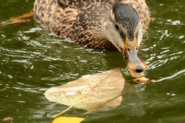 Canard Tué à Coup De Pied Tiktok France – Des ados devant le juge pour avoir torturé un canard | Tribune
