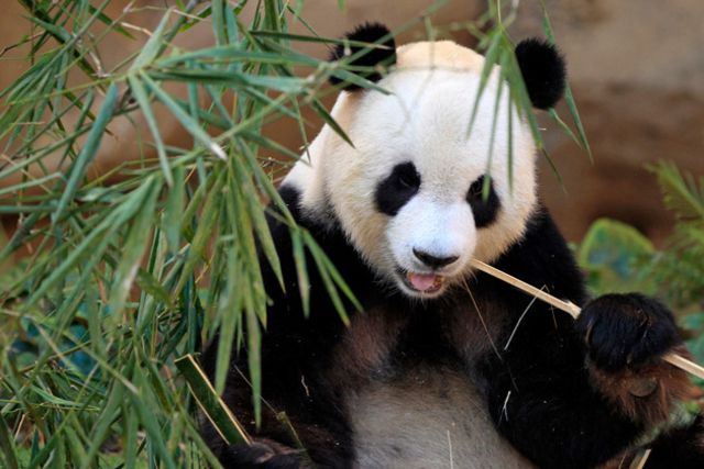 Etude Une Etude Explique Pourquoi Le Panda Mange Du Bambou Tribune De Geneve