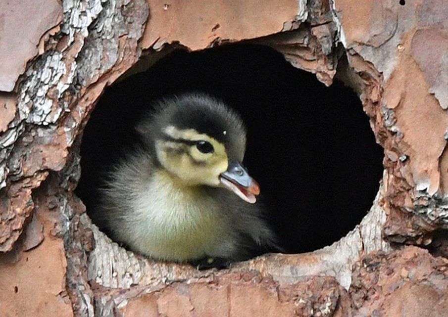 Insolite Ce Bebe Canard Est Eleve Par Un Hibou Le Matin
