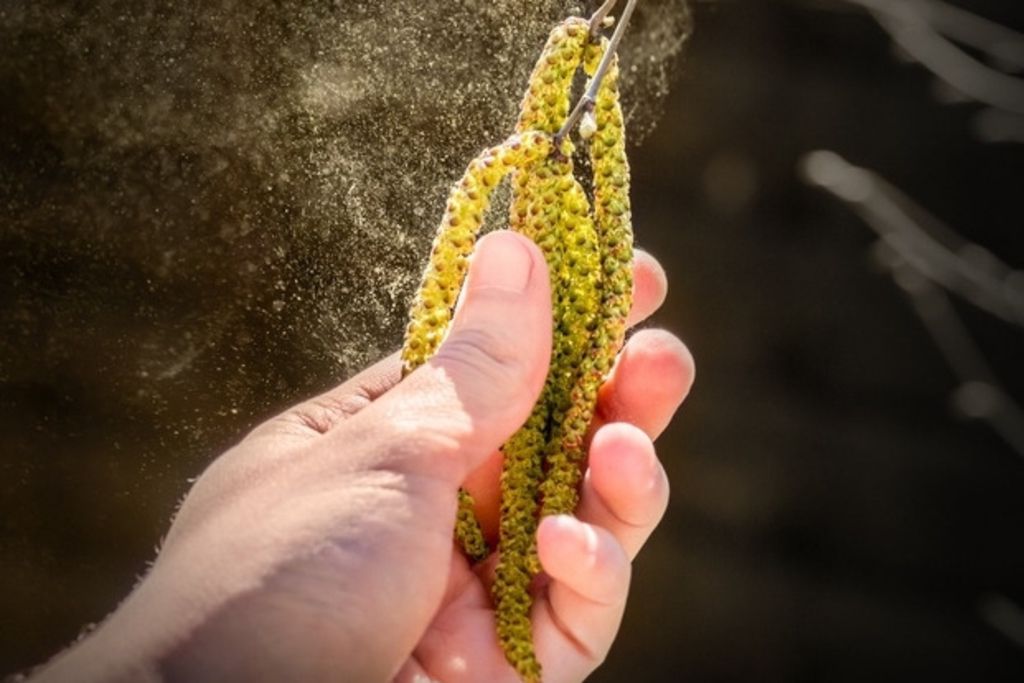 Suisse Le pollen revient en force ce weekend! Le Matin