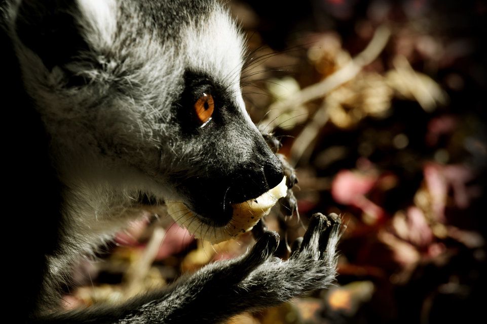 Challandes Le Plus Beau Parc Animalier De Geneve Tribune De Geneve
