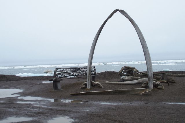 A Barrow Les Inupiat Chassent Toujours La Baleine Boreale Tribune De Geneve