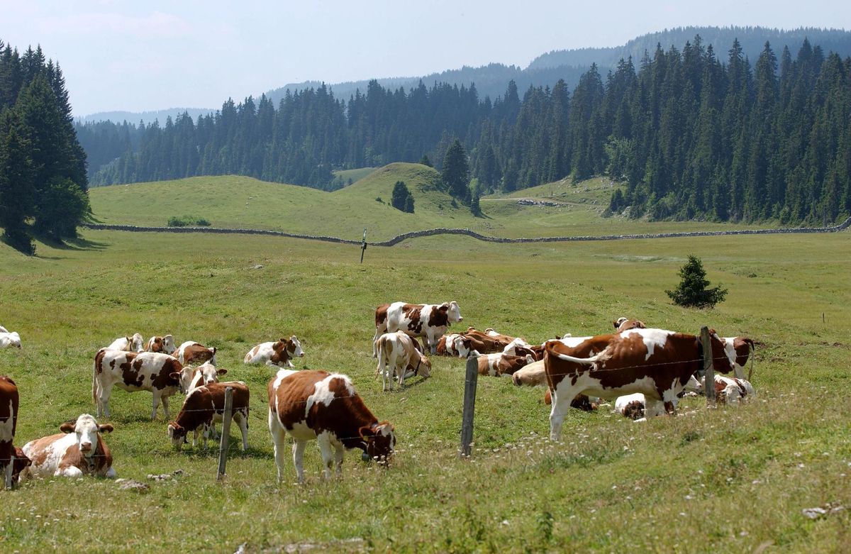 Balades fléchées au pied du Jura – Le loup incite Vaud Rando à éviter un pâturage - Vimarsana News