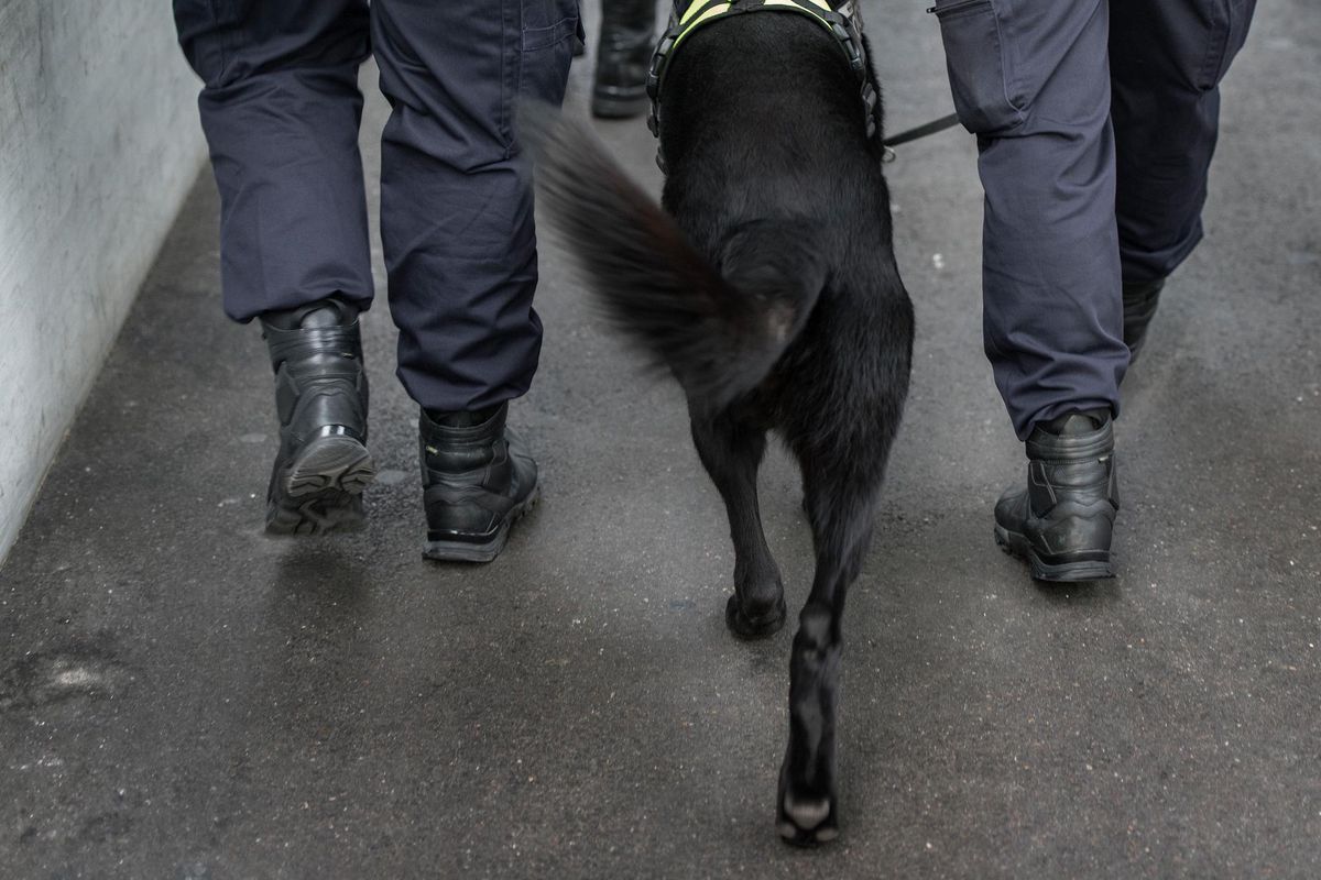 Einbruch im Linthgebiet – Polizeihund beisst Katze tot - Vimarsana News