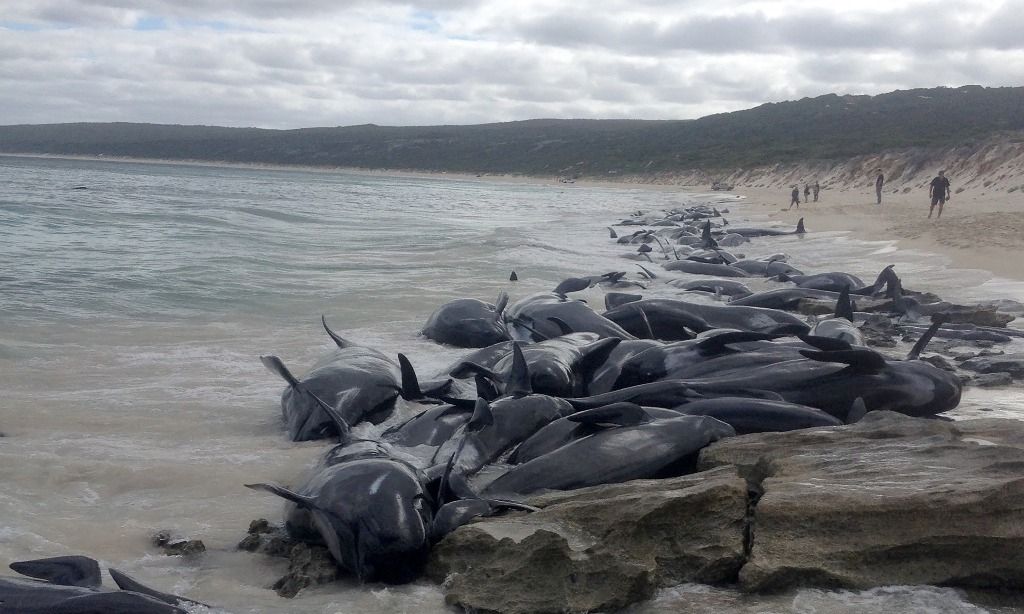 Was Passiert Wenn Wale Stranden 150 Wale stranden an Australiens Westküste | Der Bund