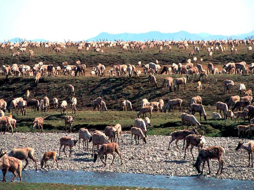 «La harde de caribous de la Porcupine est d’une importance inestimable pour la culture et la subsistance des Gwich’in et des Inuvialuits», selon le ministre canadien de l’Environnement.