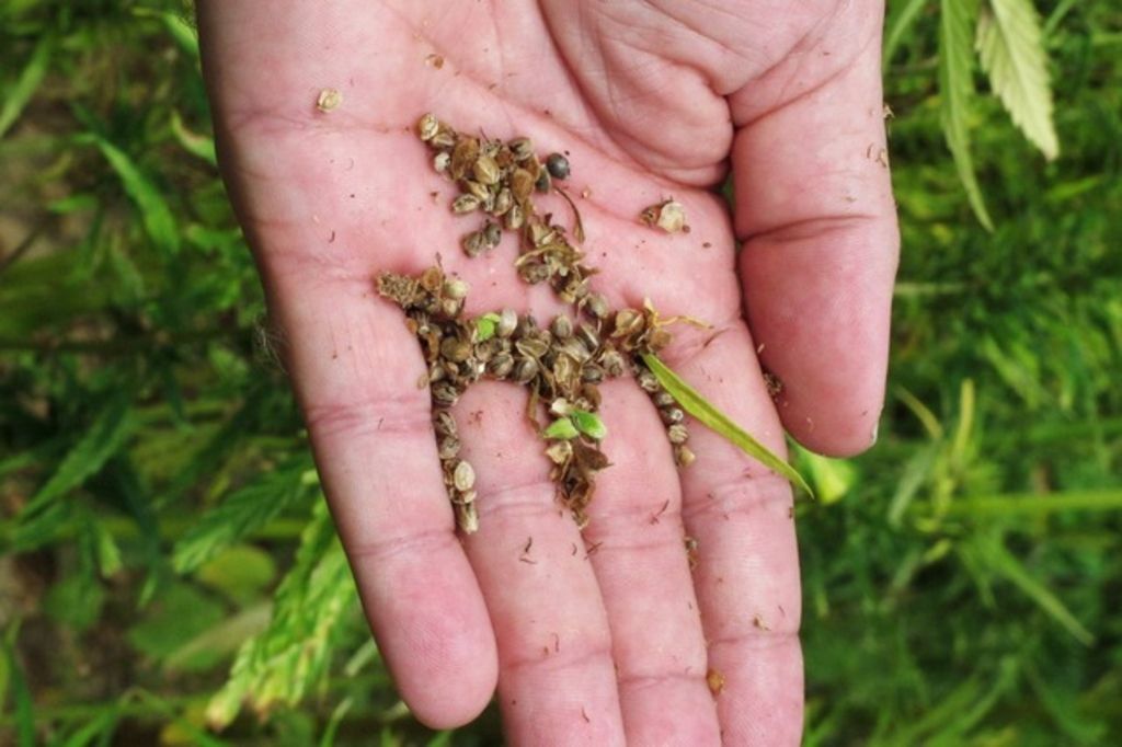 Initiative sur le cannabis: flop monumental