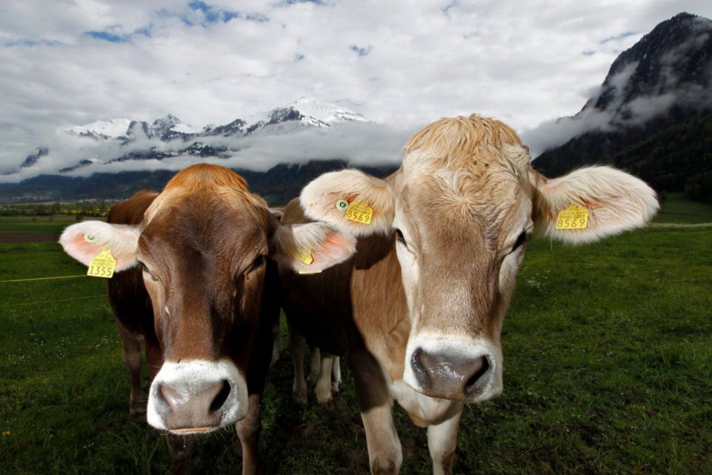 Biobauern dürfen Rinder auf der Weide töten
