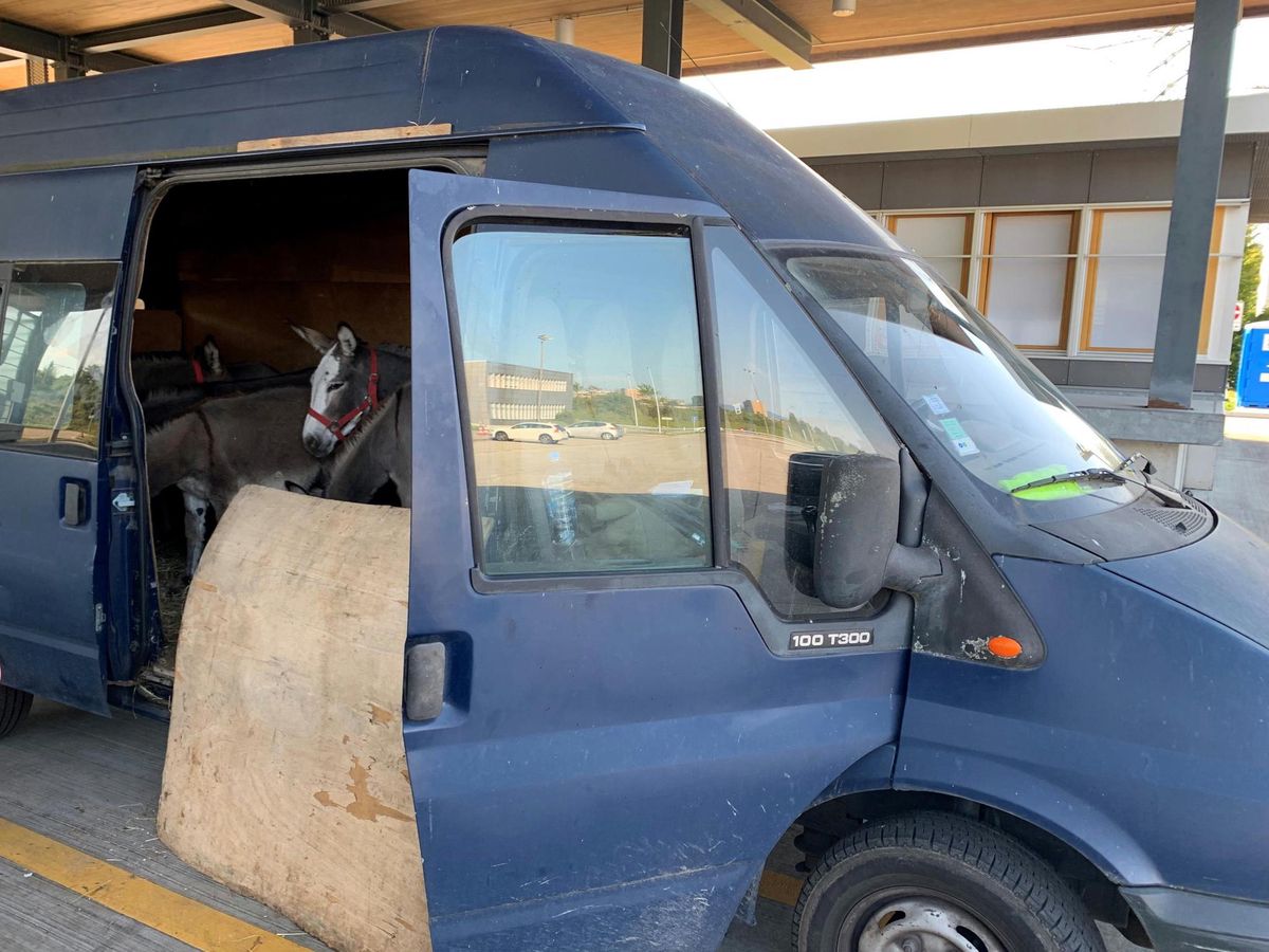 20 Minuten später versucht er sein Glück erneut am gleichen Grenzübergang. In Eiken stoppten sie ihn und unterzogen ihn einer erneuten Kontrolle. Und noch immer führte er die sechs Esel ohne die dafür nötigen Papiere mit sich. Dafür erhielt der Unbelehrbare die Quittung – eine Busse über 1200 Franken. Zusätzlich gab es eine Verzeigung an den kantonalen Veterinärdienst. 20 Minuten später versucht er sein Glück erneut am gleichen Grenzübergang. In Eiken stoppten sie ihn und unterzogen ihn einer erneuten Kontrolle. Und noch immer führte er die sechs Esel ohne die dafür nötigen Papiere mit sich. Dafür erhielt der Unbelehrbare die Quittung – eine Busse über 1200 Franken. Zusätzlich gab es eine Verzeigung an den kantonalen Veterinärdienst.