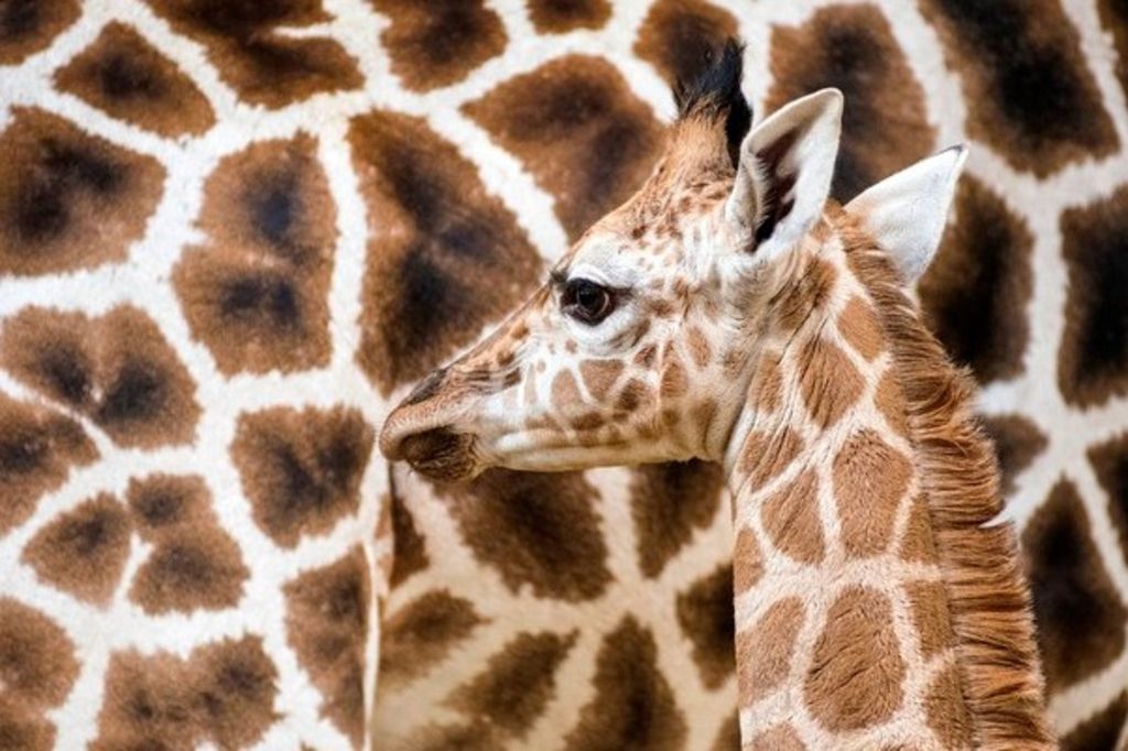 Quel Est Le Cri De La Girafe Nature – Les taches de la girafe, une histoire de survie | Tribune de