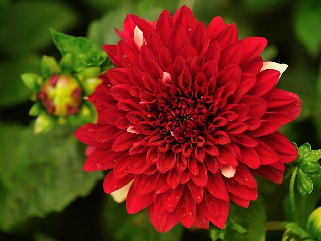 Fleur sous les projecteurs – La Fête du dahlia célèbre ses 25 ans à Morges - Vimarsana News