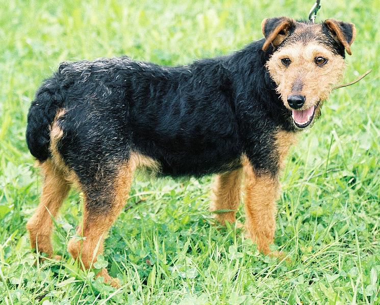 Der vermisste Pablo ist ein Deutscher Jagdterrier. Der vermisste Pablo ist ein Deutscher Jagdterrier.