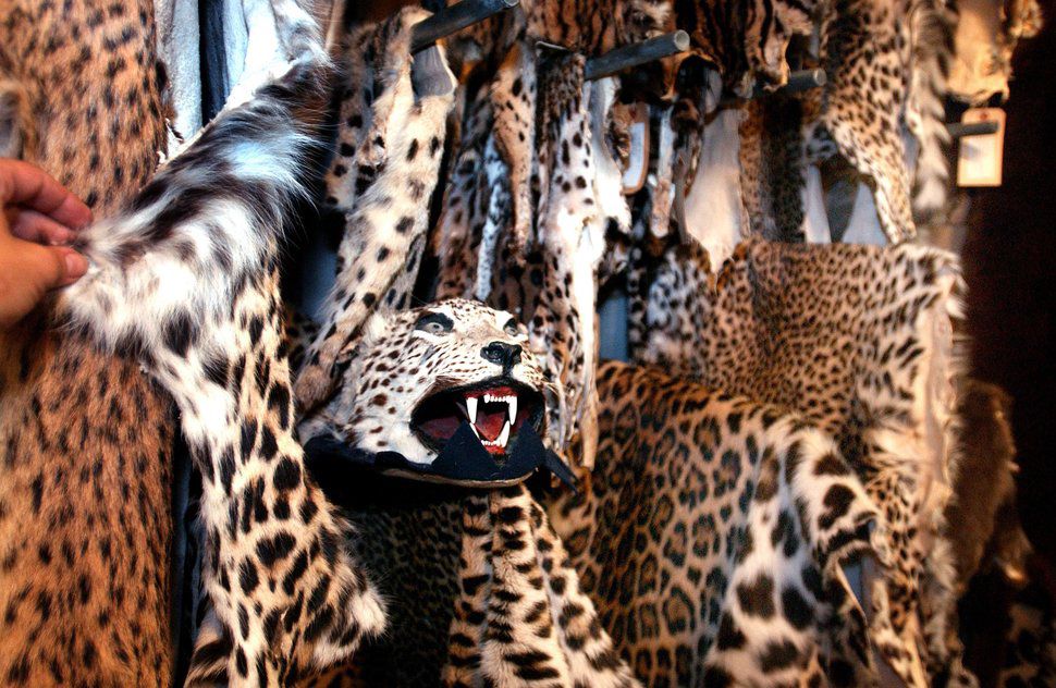 Deko-Präparat fürs Schlafzimmer | Der Bund