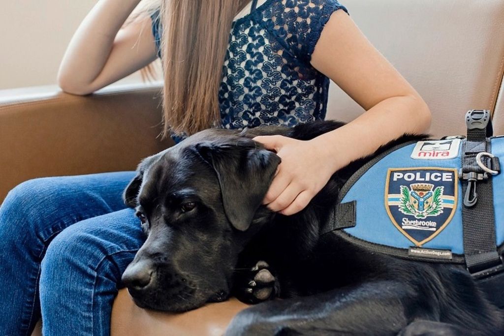 Il se bat pour que la police adopte un chien de réconfort