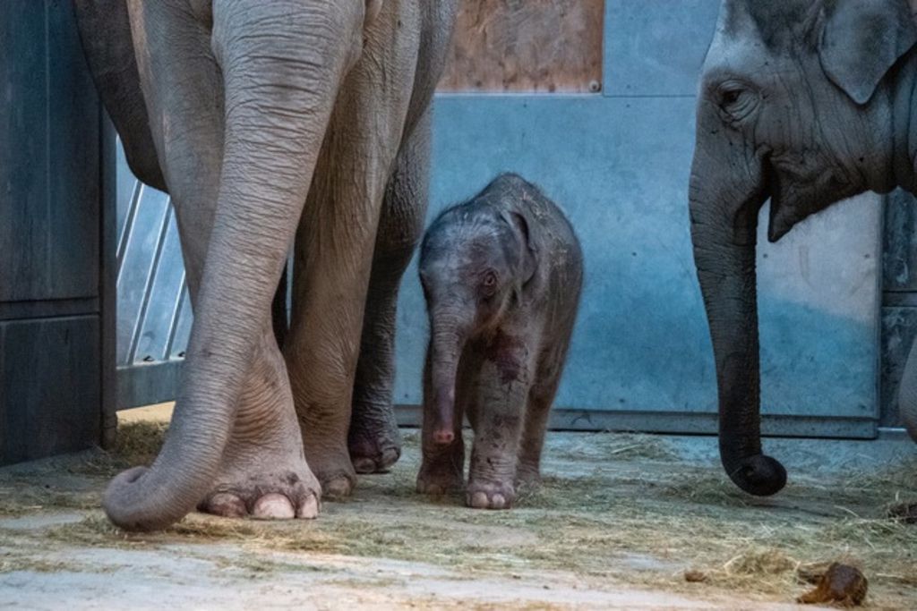 Combien De Temps Un Elephant Est Enceinte Zoo de Zurich – Un bébé éléphant piétiné à mort peu après sa naissance